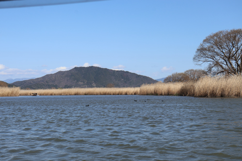 葦の原と水鳥たち