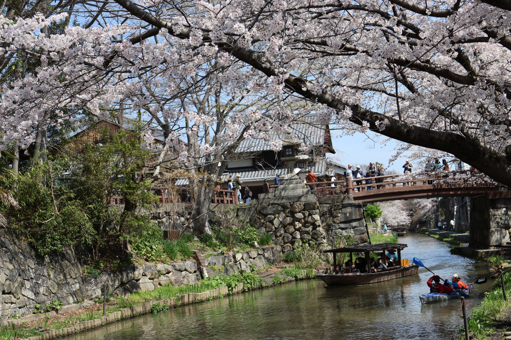 桜と白雲橋