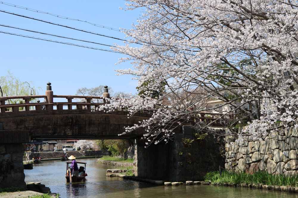明治橋×桜×和舟