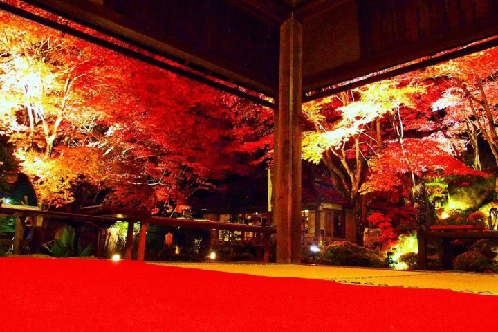 【紅葉情報】１１月１５日から教林坊にて紅葉の公開が始まります！