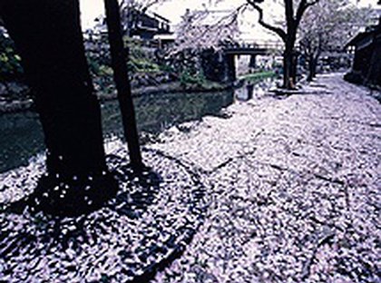 桜散る八幡堀